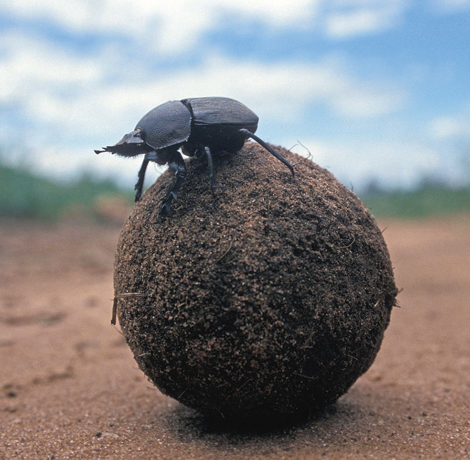 Dung beetle