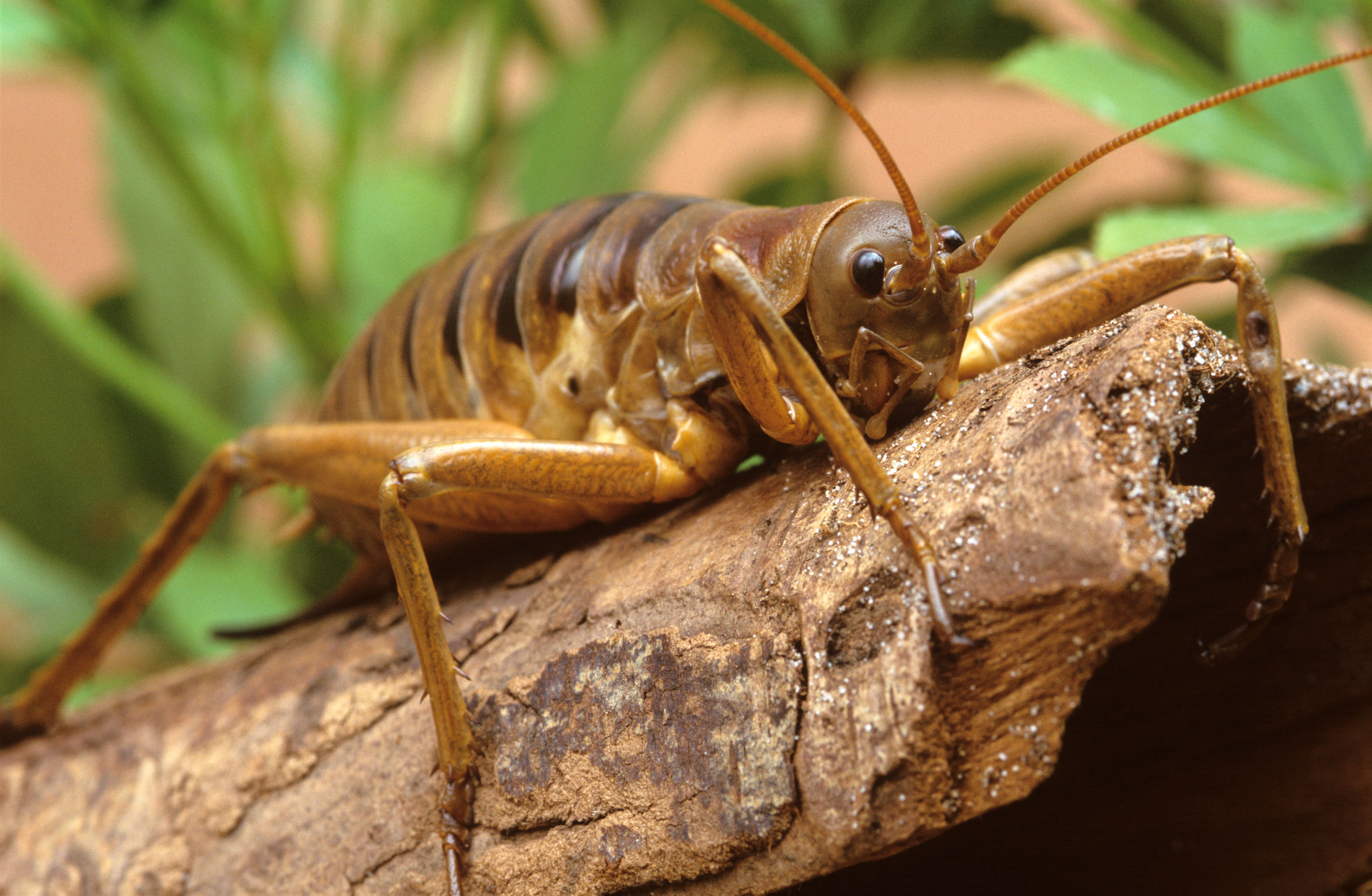 The wētā, a giant insect of New Zealand