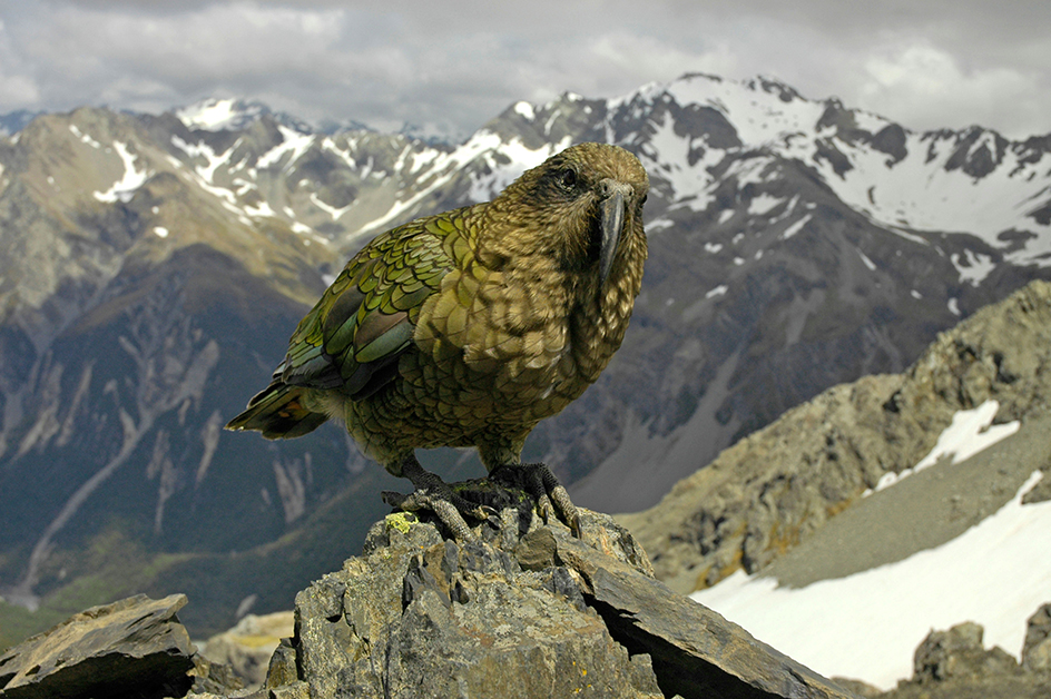 Kea