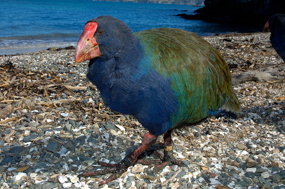 Takahē