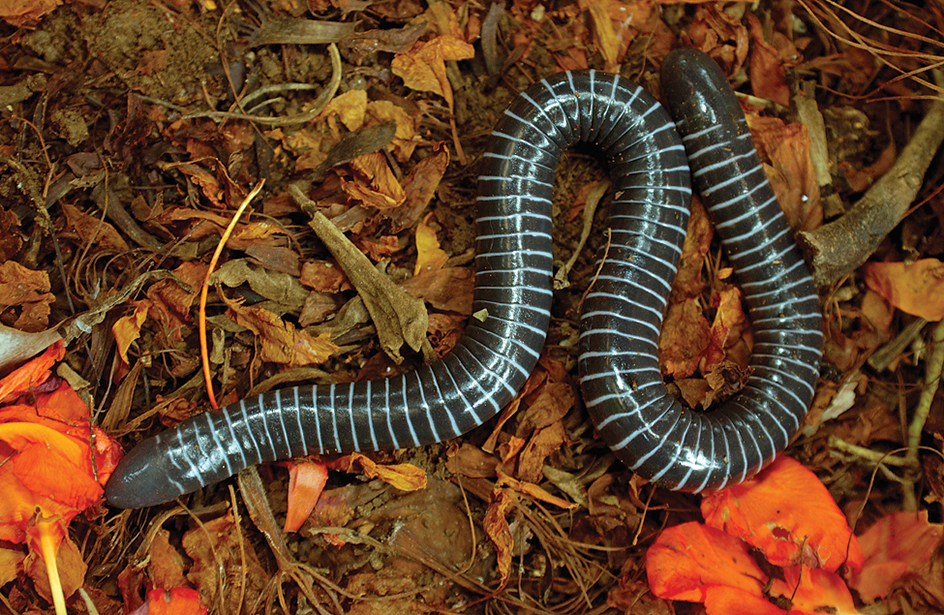 Caecilian