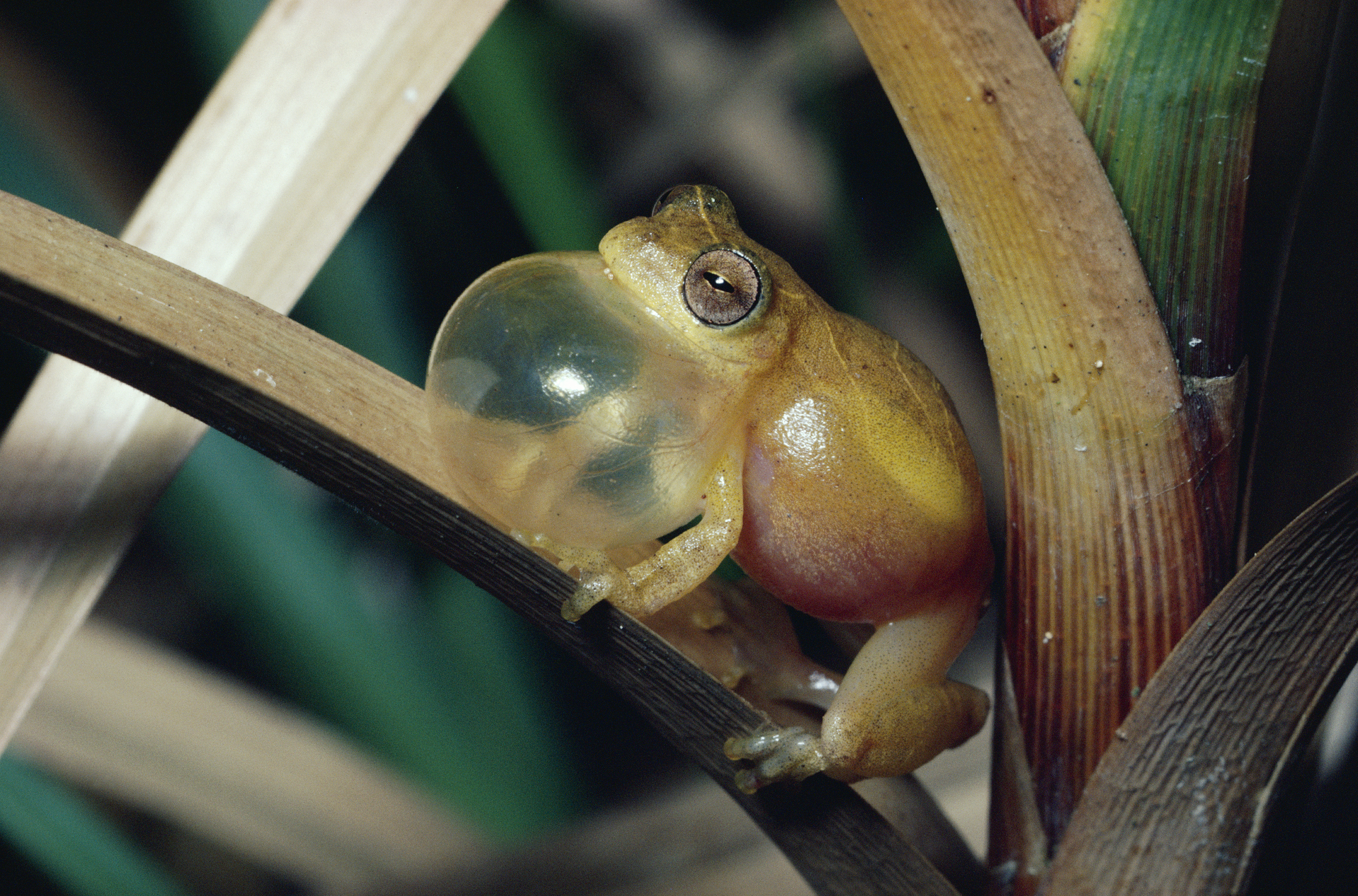 Male tree frog