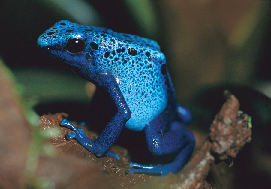 Poison dart frog