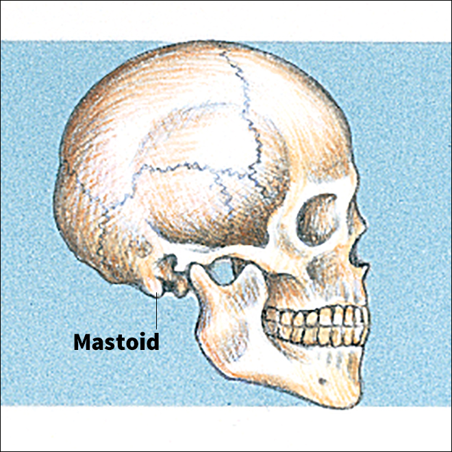 Mastoid