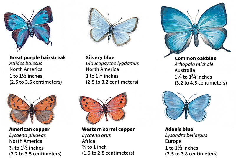 Blue, copper, and hairstreak butterflies