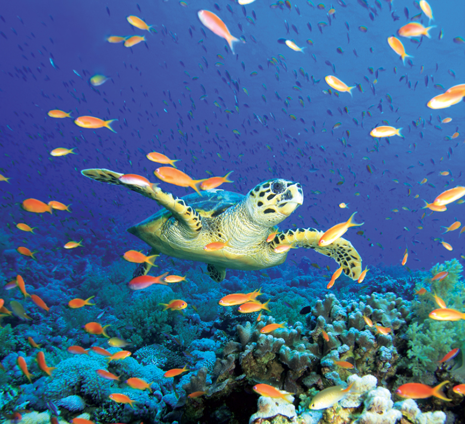 Hawksbill sea turtle