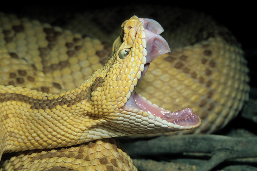 A rattlesnake's fangs