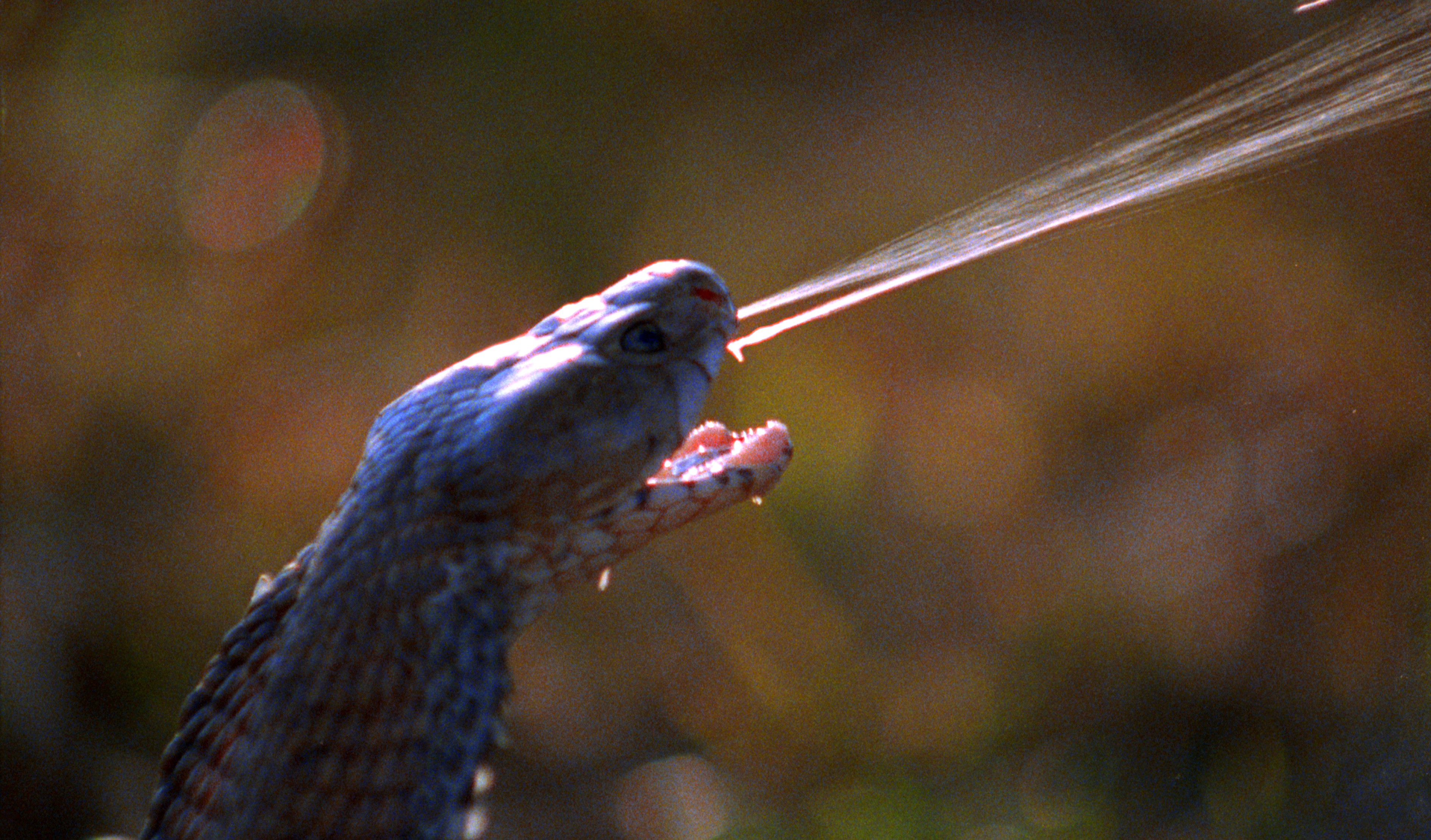 A spitting cobra sprays venom