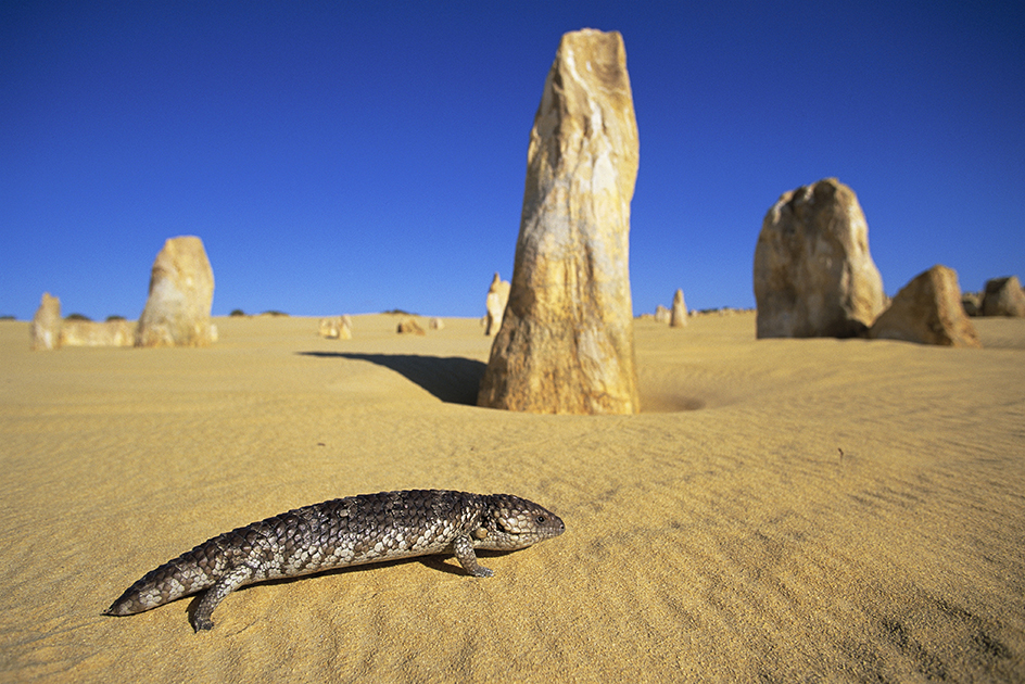 A skink crawls through the desert