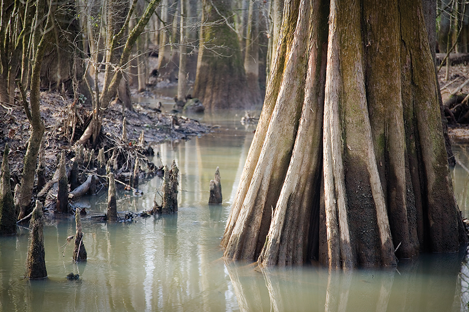 Cypress tree and cypress knees