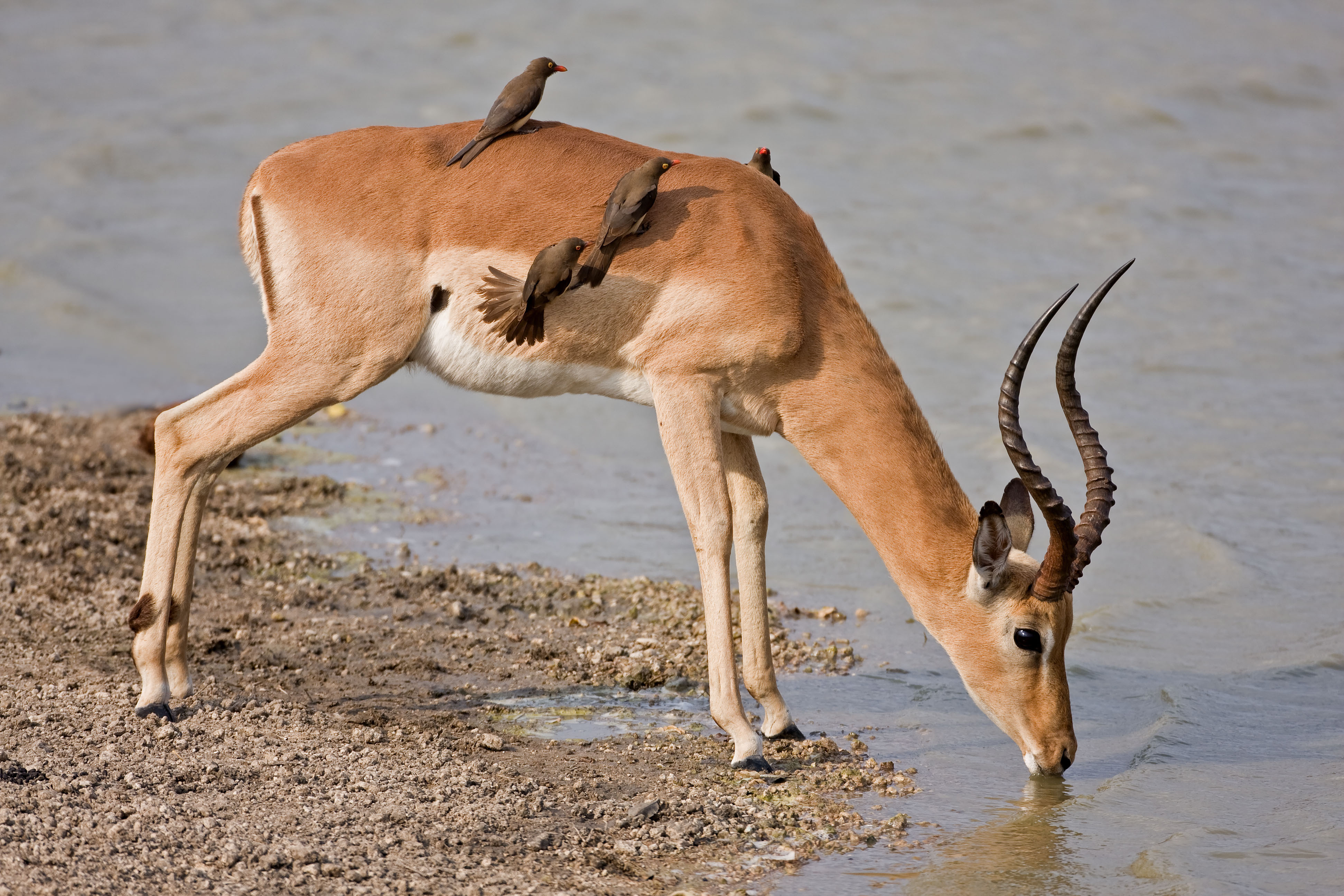 Impala drinking at a water hole