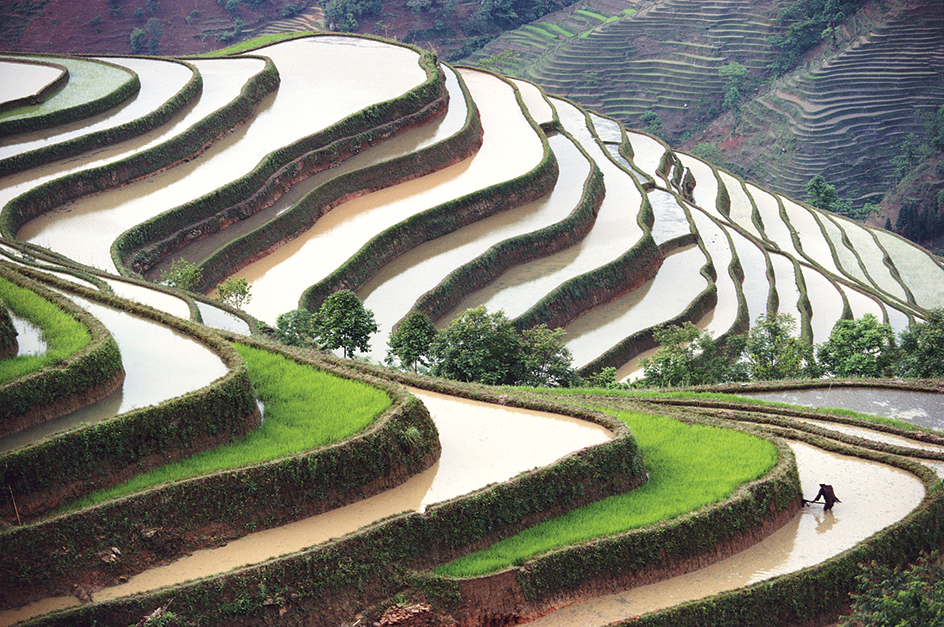 Terraced field in China