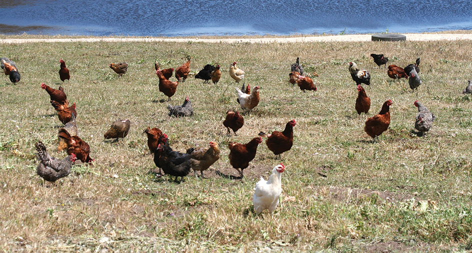 Free-range chickens