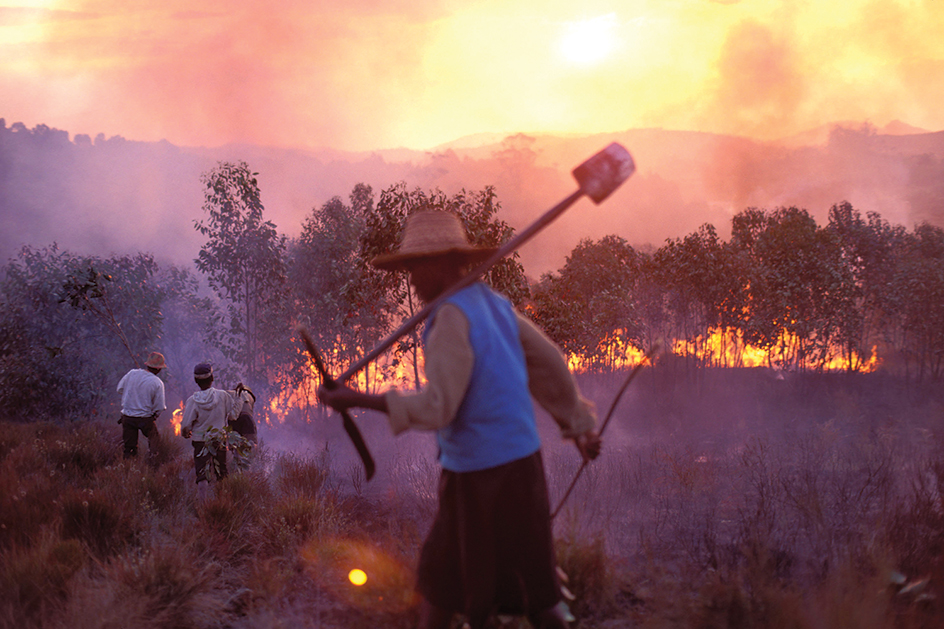 Slash-and-burn farming