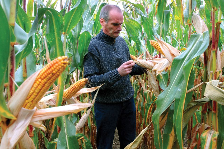 Genetically modified corn