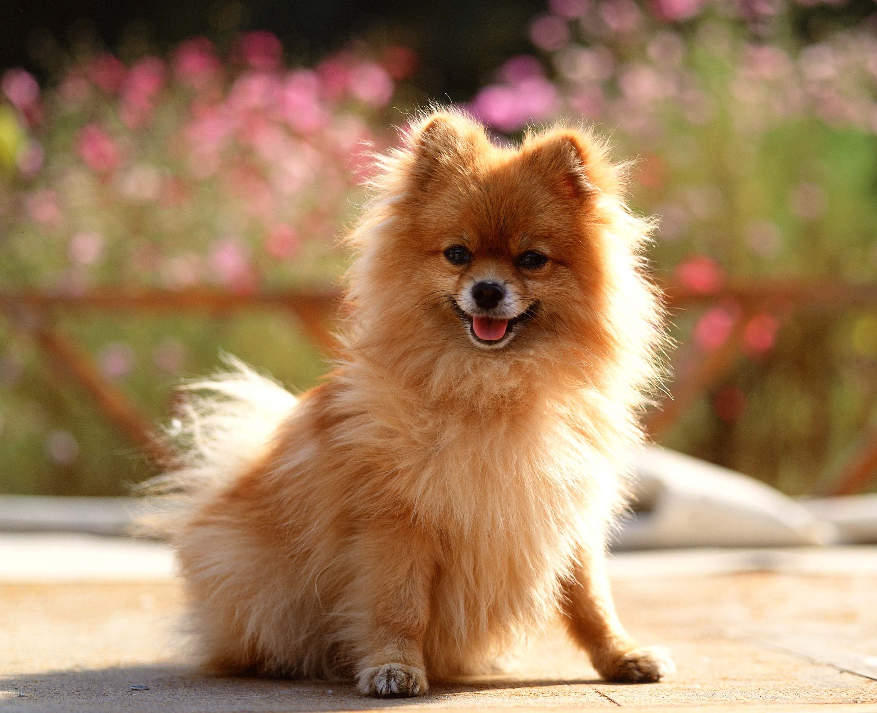 Pomeranian