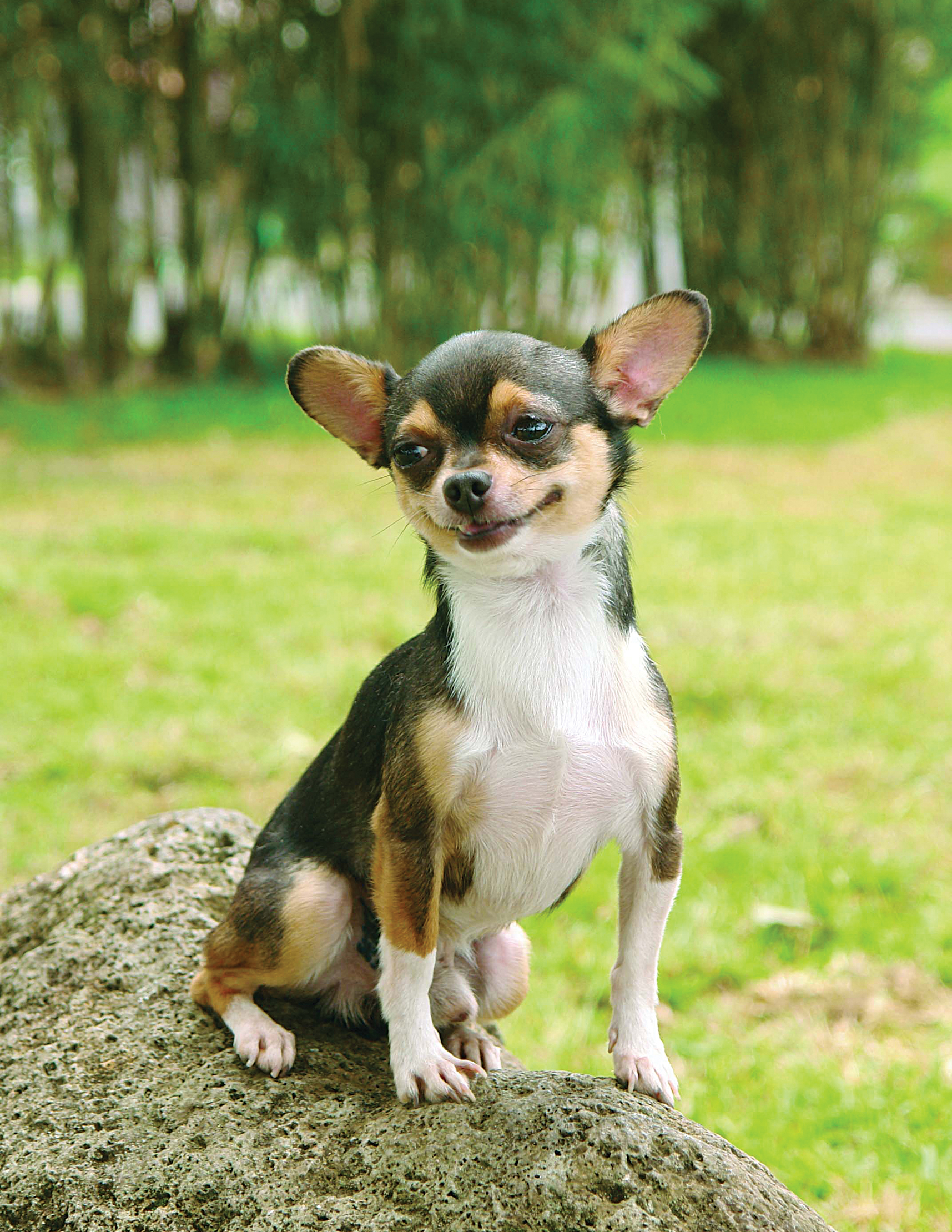 Smooth coat chihuahua