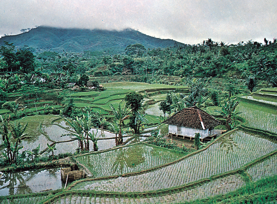 Fields of rice