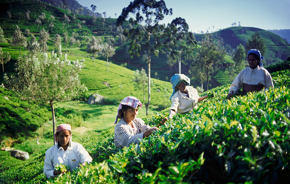 Picking tea in Sri Lanka