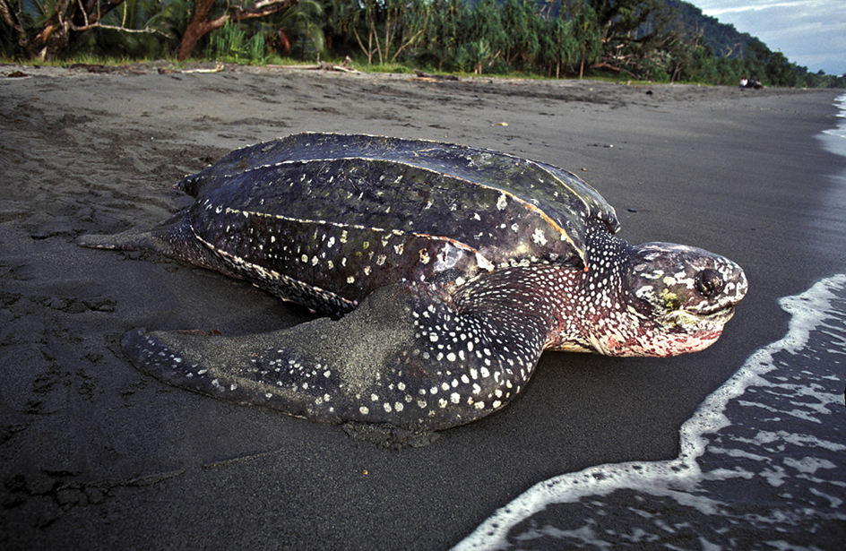 Leatherback sea turtle