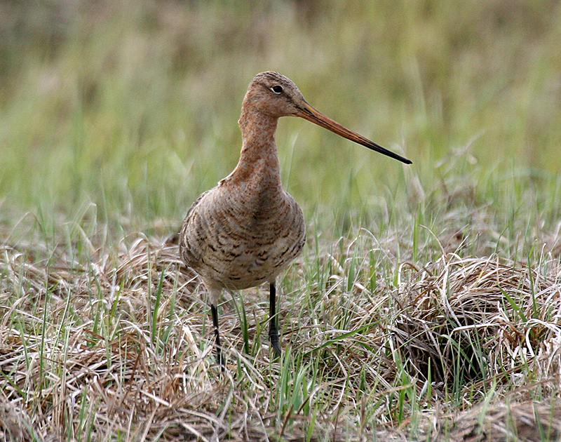 Eastern bar-tailed godwit