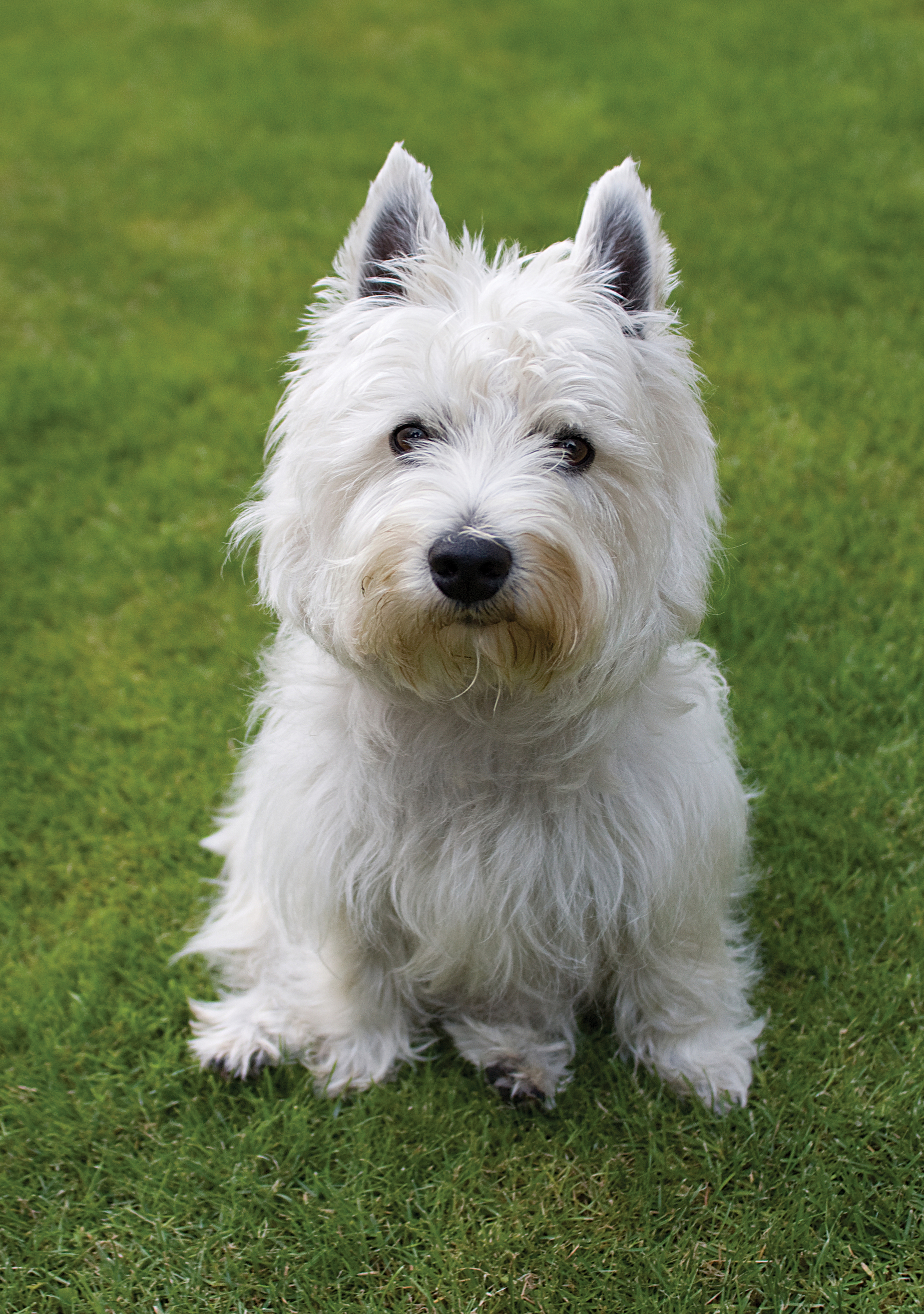 West Highland white terrier