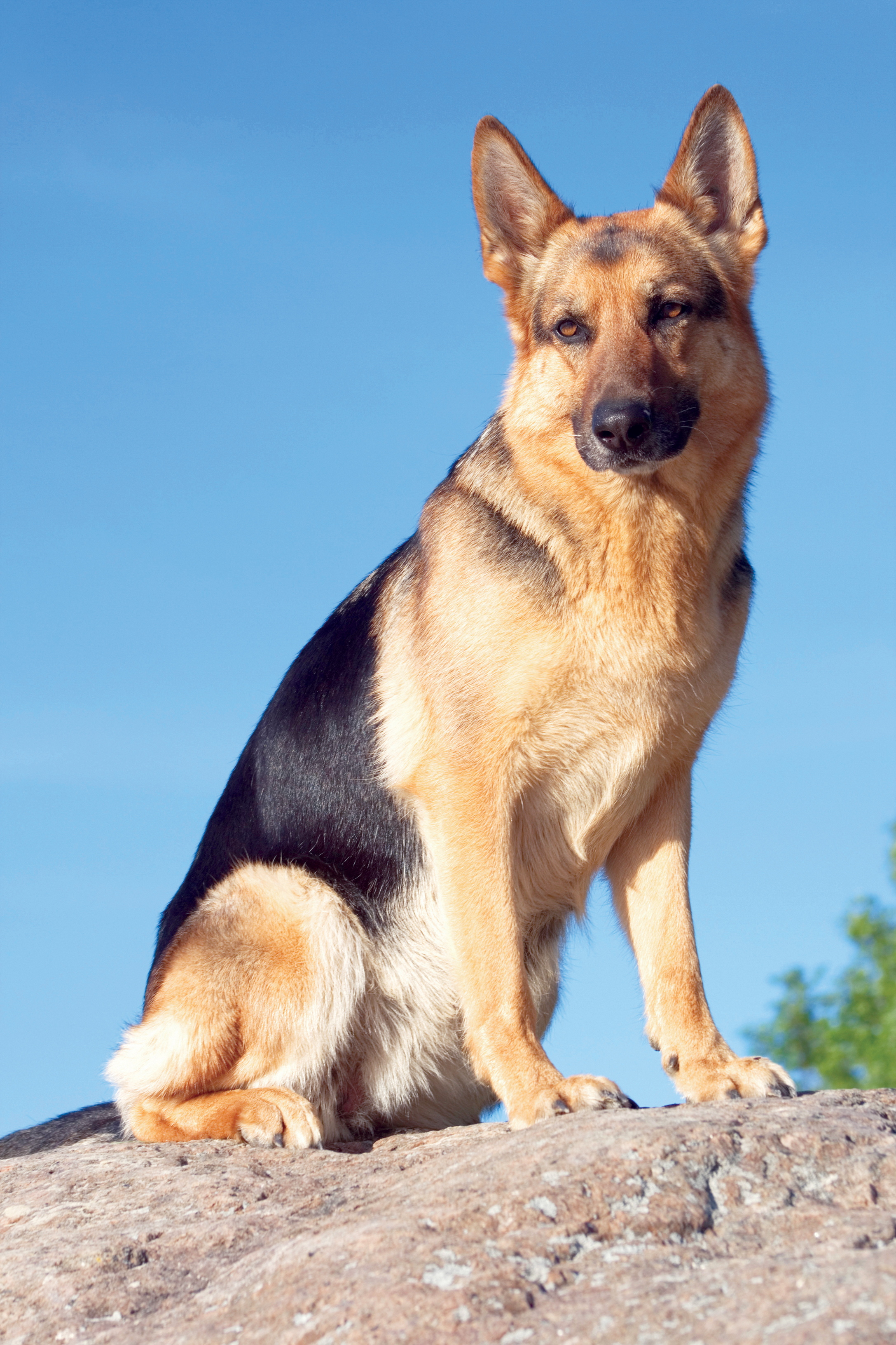 German shepherd dog