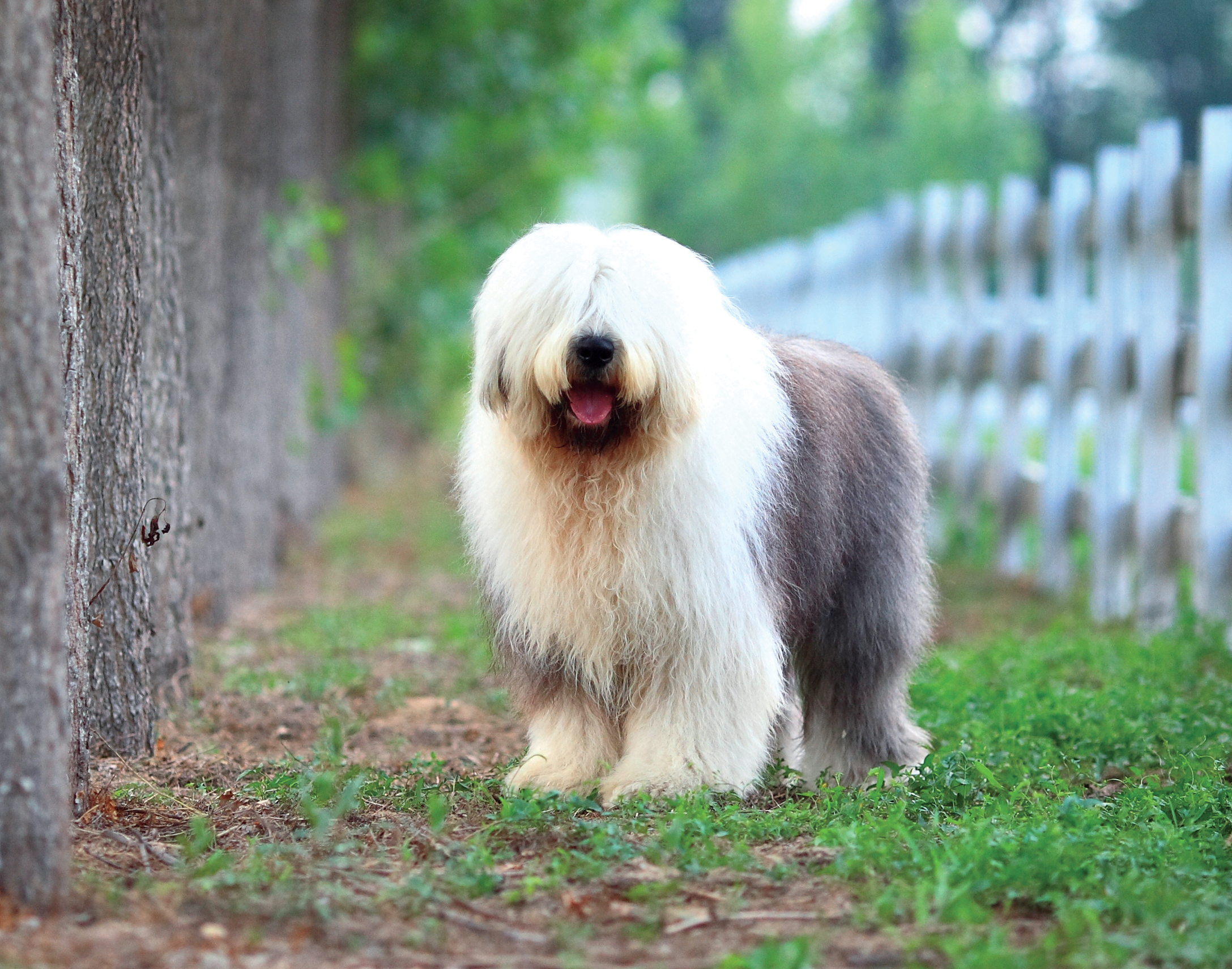 Old English sheepdog