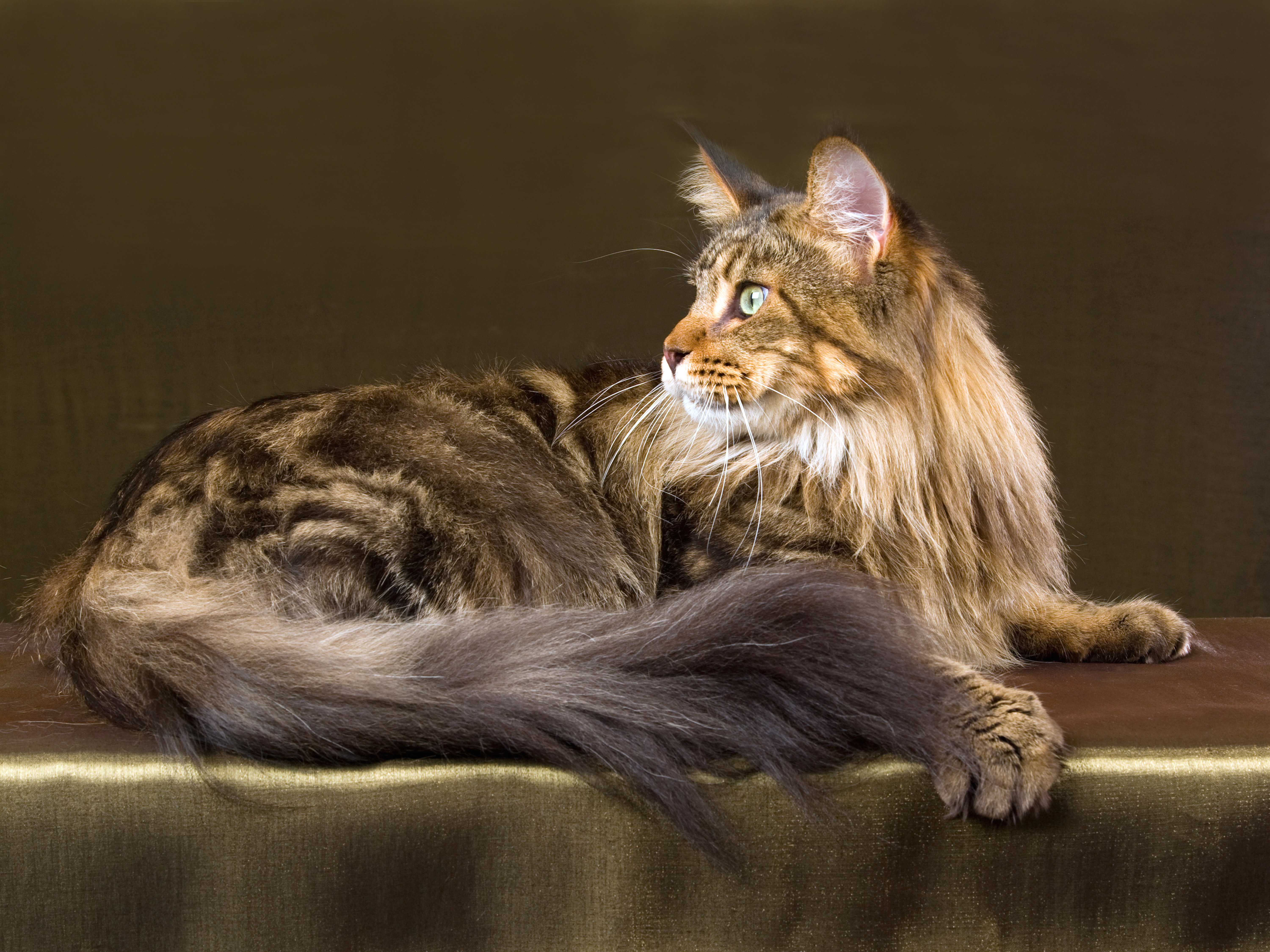 Maine coon cat