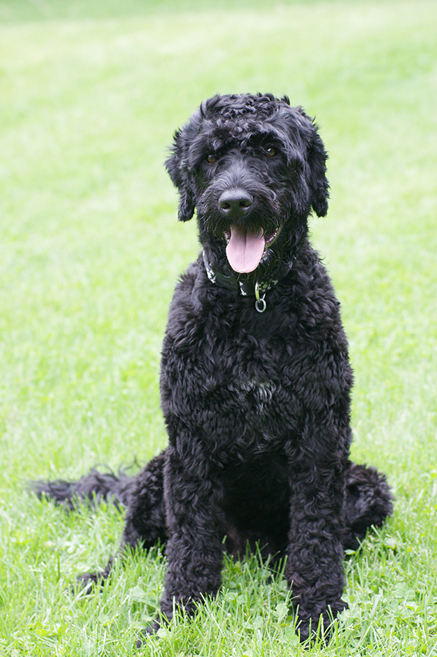 Portuguese water dog