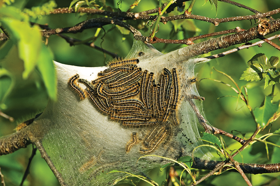 Tent caterpillars