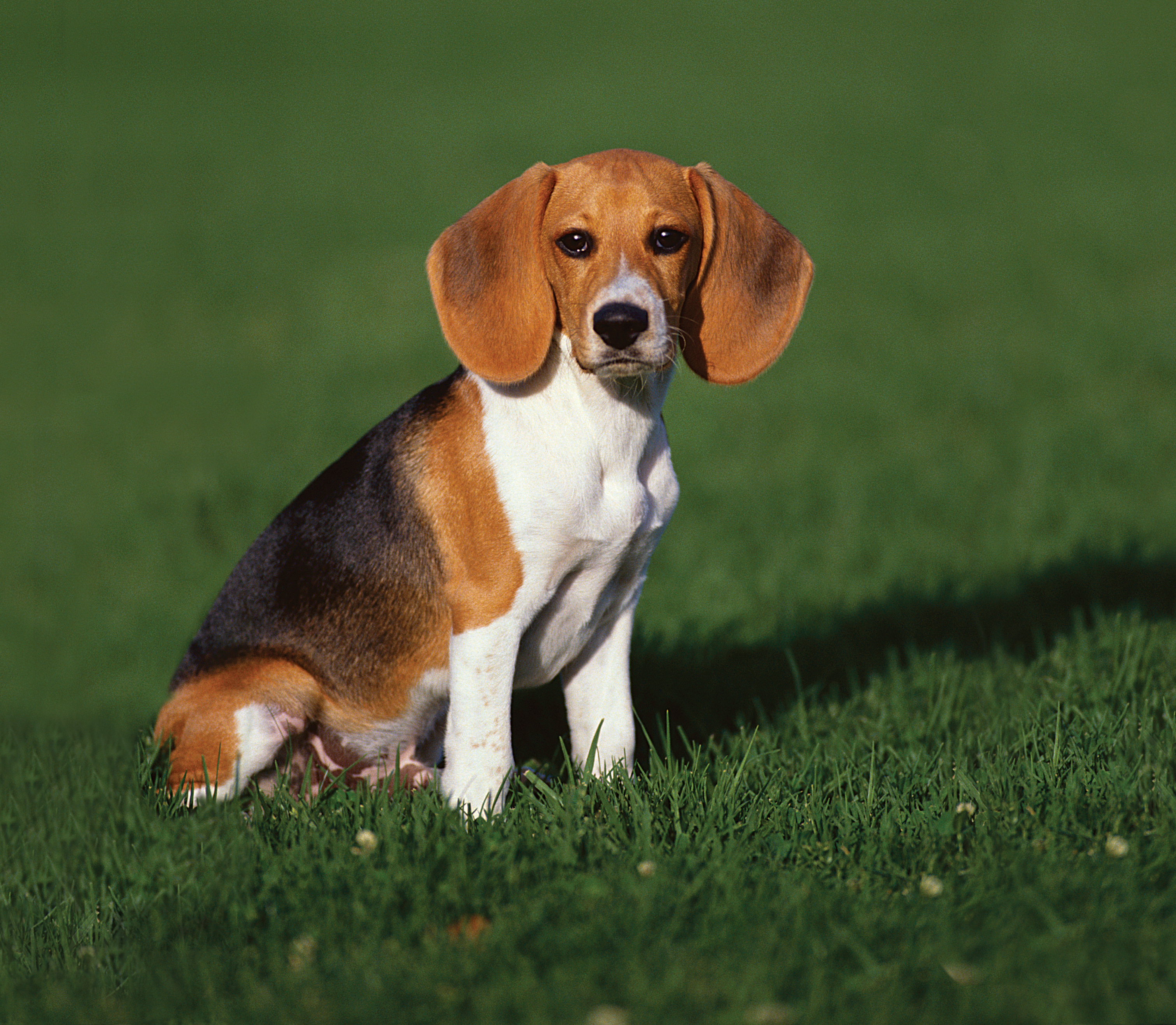 Beagle