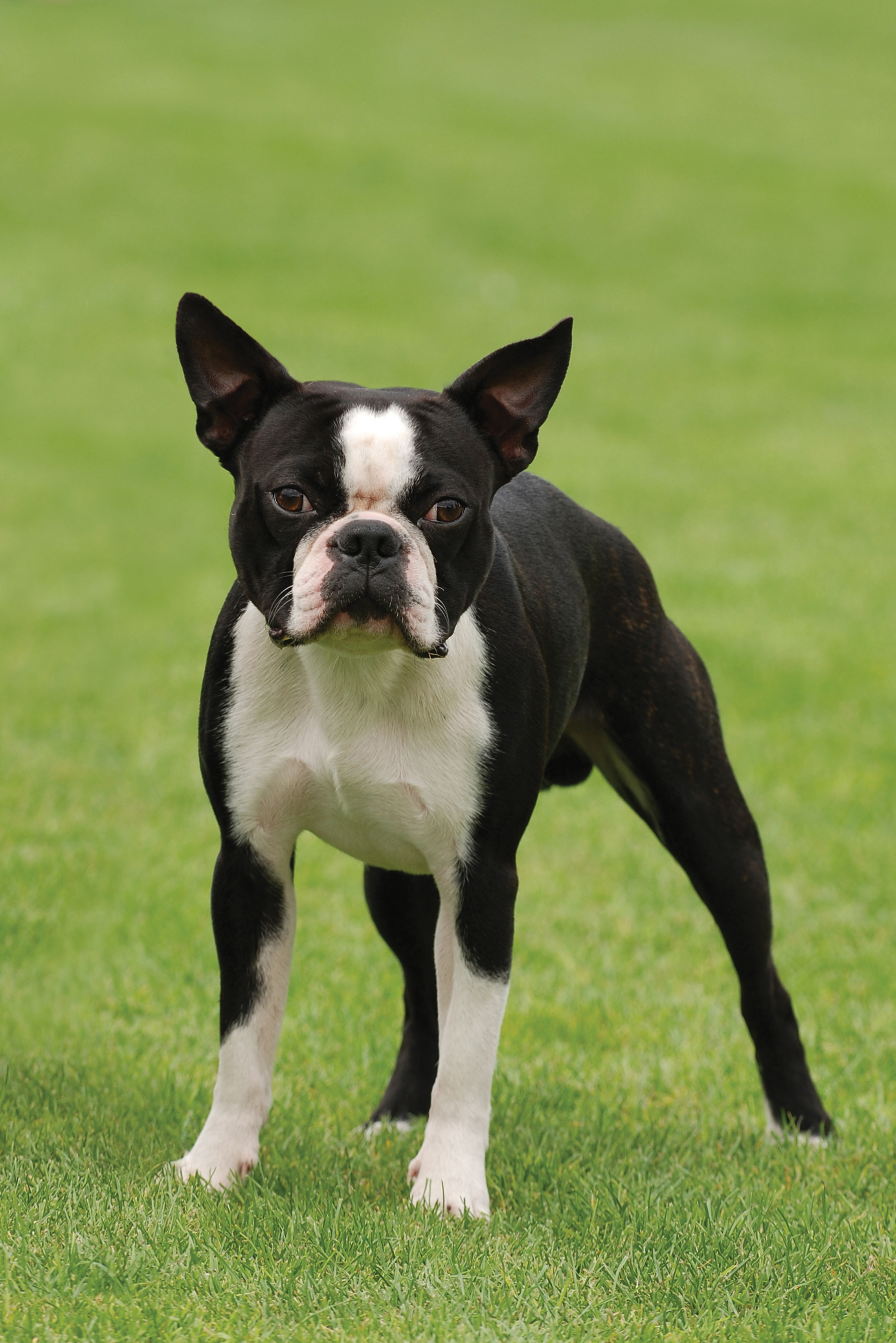 Boston terrier