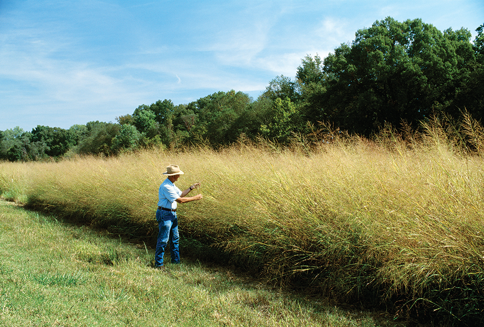 Switchgrass