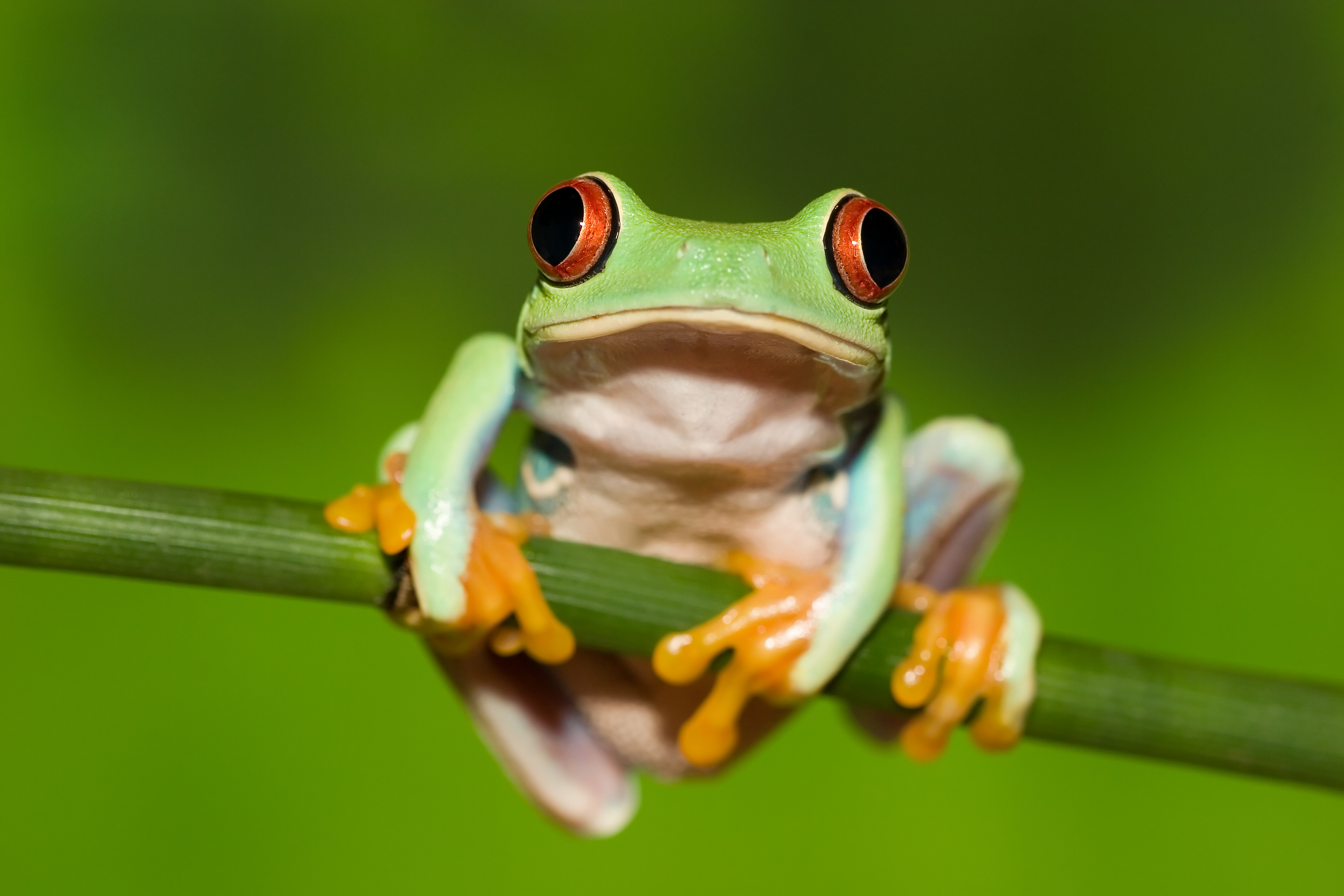 Red-eyed tree frog