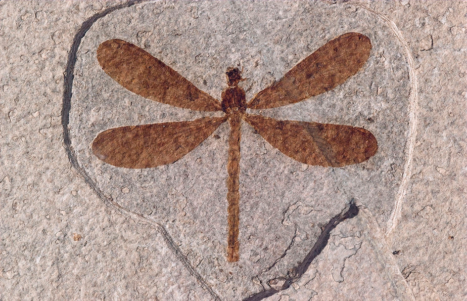 Dragonfly fossil