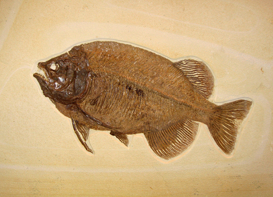 Fish fossil