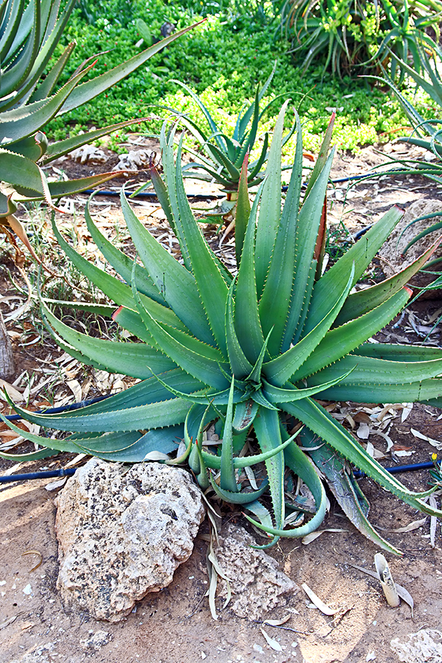 Aloe plant