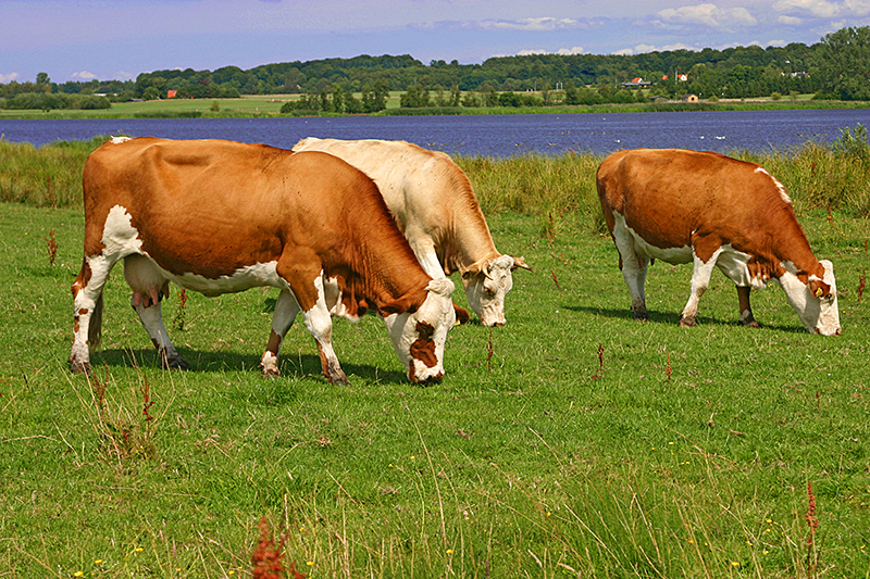 Cows grazing in Denmark