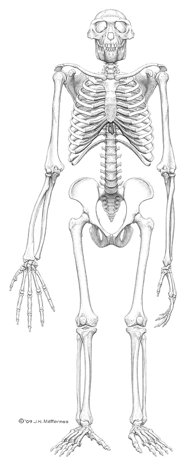 Ardipithecus ramidus