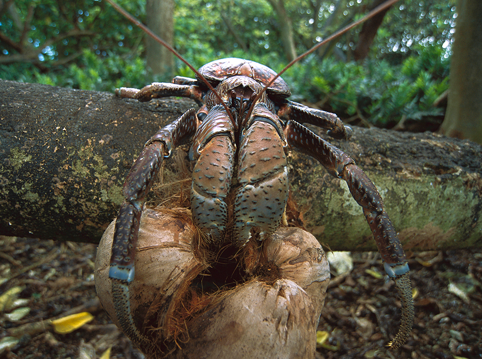 Coconut crab