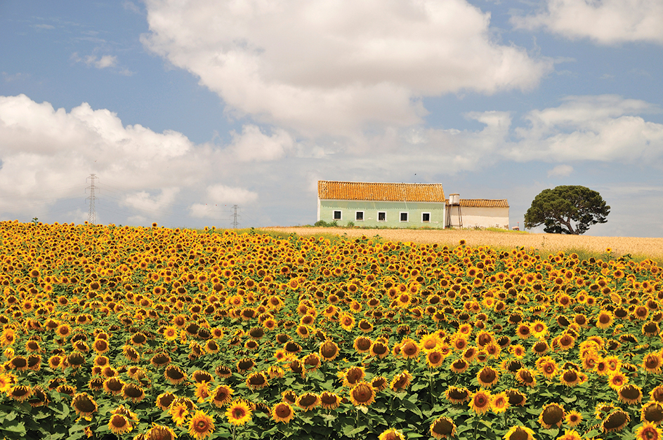 Sunflower field in Spain