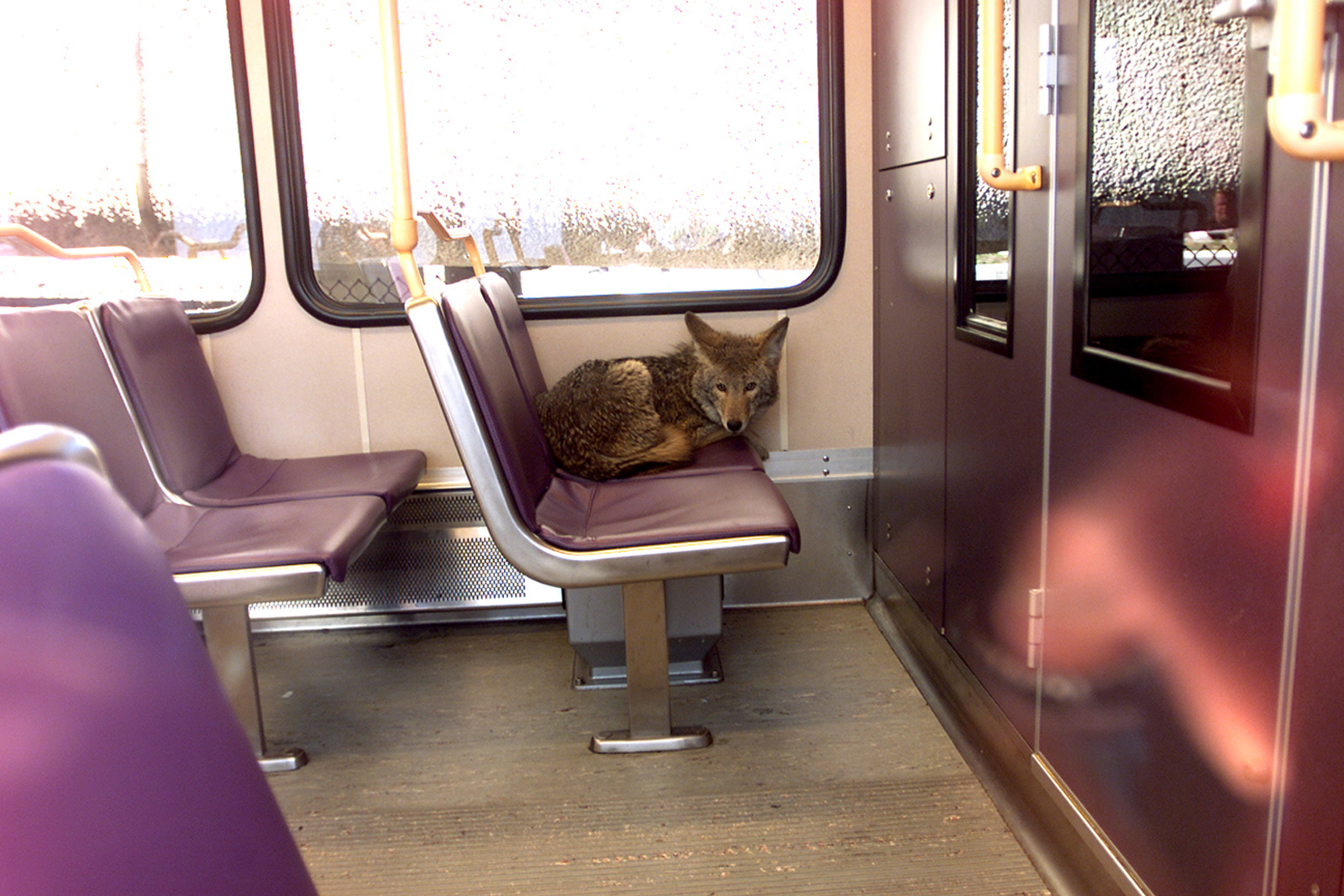 Coyote spotted on a light rail train, an example of wildlife spreading into populated areas