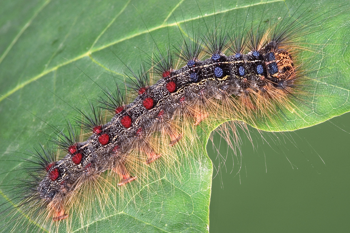 Spongy moth caterpillar