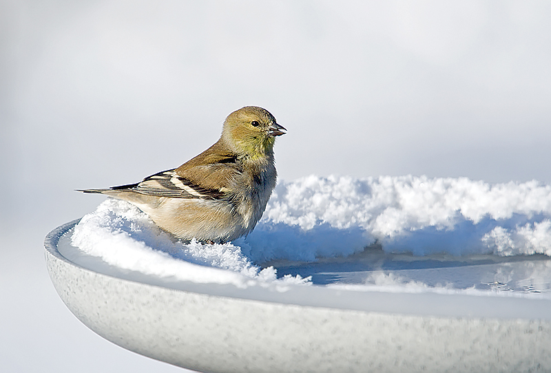 American goldfinch in winter