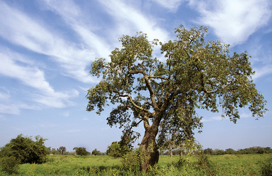 Bottle tree of Filadelfia