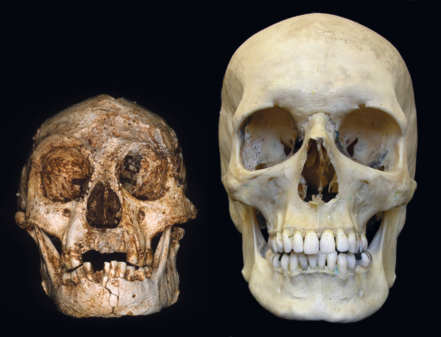 Homo floresiensis