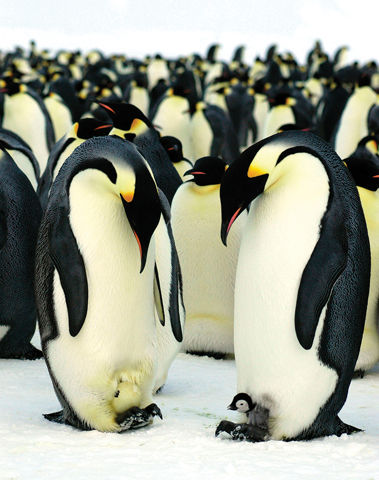 Emperor penguins with egg and chick