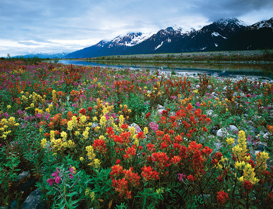 Alaskan wildflowers