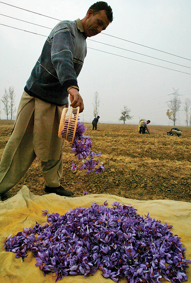 Saffron crocus flowers